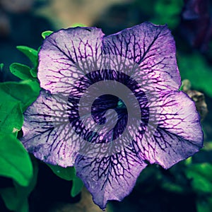 Petunia Petunia lat. Petunia is a perennial or annual, herbaceous or semi-shrubby flowering plant that belongs to the dicotyle