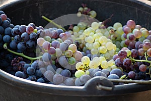 First new harvest of black wine grape in Provence, France, ready