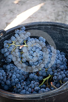 First new harvest of black wine grape in Provence, France, ready