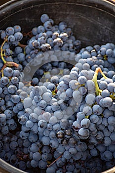 First new harvest of black wine grape in Provence, France, ready