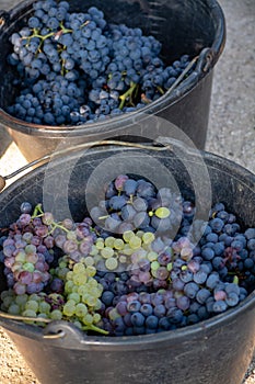 First new harvest of black wine grape in Provence, France, ready for first pressing, traditional festival in France