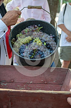 First new harvest of black wine grape in Provence, France, ready
