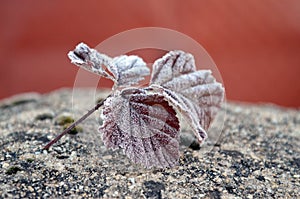 First november frost on a leaves