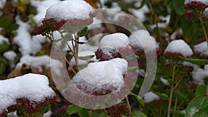 The first November snow on the green leaves. Early winter. Beautiful background.