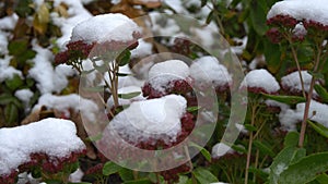 The first November snow on the green leaves. Early winter. Beautiful background.