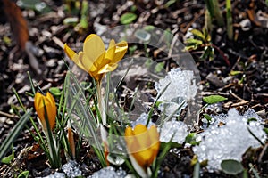 First orange primroses, wild crocuses in snow. Concept of spring plants, seasons, weather