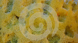 First peace plan with wet pine buds