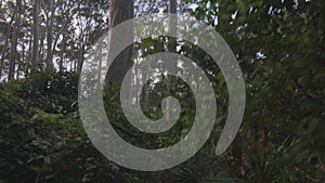 First person point of view of walking in gum forest