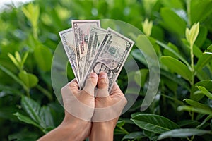First person top view photo of hands holding fan of dollars banknotes on plant background