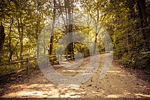 First person view of dirt path in forest