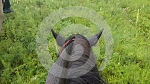 First-person view of the head and mane of the horse . Walk the horses on the colorful field. Family horse riding.
