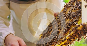 First plan focused: closeup beekeeper's hand and a bee on his finger, beehive frame with honeycombs and a lot of
