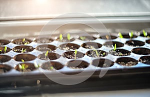 The first plant sprouts in spring