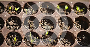 The first plant sprouts in spring
