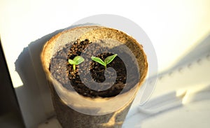 The first plant sprouts in spring