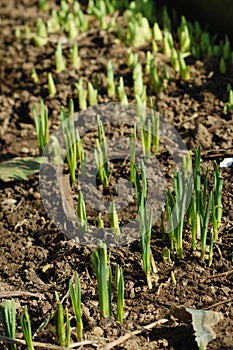 First plants of spring