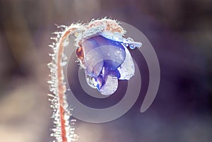 The first flower of spring