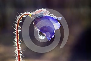 The first flower of spring