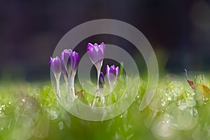 First purple Crocus flowers announcing that spring is coming with a bokeh background