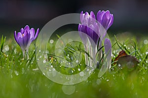 First purple Crocus flowers announcing that spring is coming with a bokeh background