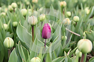 First purple tulip in a field