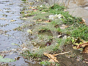 The first rain water wets the grass that is about to dry