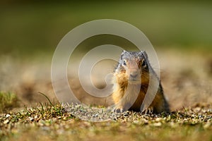 At the first ray of spring sunlight, a Columbian ground squirrel Urocitellus columbianus in E. C. Manning park, British Columbia