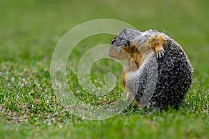 At the first ray of spring sunlight, a Columbian ground squirrel Urocitellus columbianus in E. C. Manning park, British Columbia