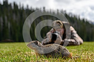 At the first ray of spring sunlight, a Columbian ground squirrel Urocitellus columbianus in E. C. Manning park, British Columbia