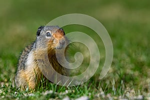 At the first ray of spring sunlight, a Columbian ground squirrel Urocitellus columbianus in E. C. Manning park, British Columbia