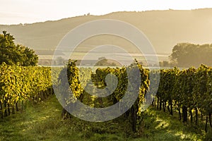 The first rays of the autumn sun in the vineyard