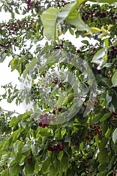 first red cherries in a magnificent old cherry tree