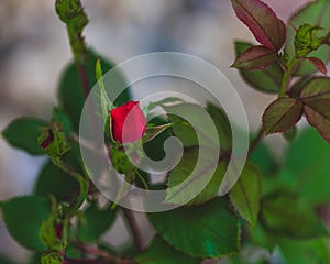 The first red rose bud getting ready to open in the spring