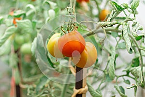 First red tomatoes harvest in the greenhouse.