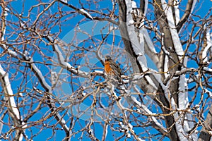 First Robin of Spring After a Spring Snow