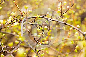 The first rudiments of leaves on shrubs photo