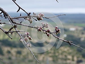 First shoots of almond trees in Setenil de las Bodegas photo