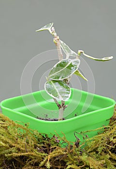 The first shoots of an evergreen shrub in a pot