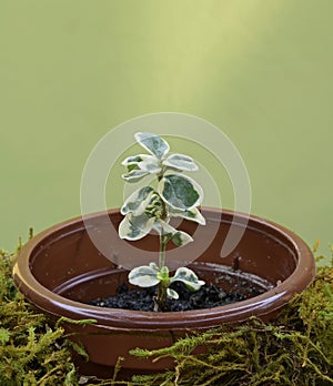 The first shoots of an evergreen shrub in a pot