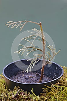 The first shoots of an evergreen shrub in a pot