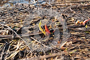 First shoots, spring