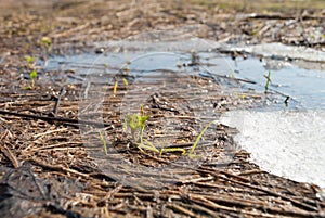 First shoots, spring