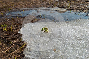 First shoots, spring