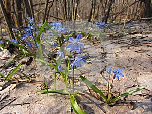 first Siberian Squill Scilla siberica bloom in the spring deciduous forest