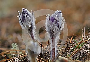 First sign of real spring - Pasqueflowers
