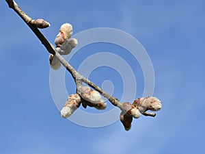 The first signs for coming spring opening willow-catkins