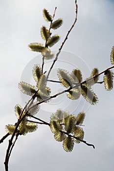 Willow-catkins spring time in the Ecrins National Park, France photo