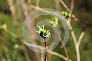 First signs of spring background