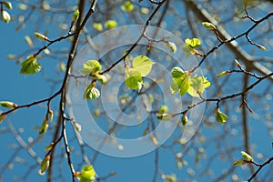 First Signs of Spring: Budding Green Leaves