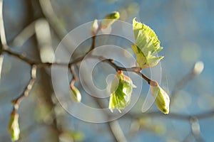 First Signs of Spring: Budding Green Leaves